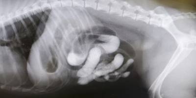 Собаке стало плохо на отдыхе, в клинике сделали рентген. В шоке и хозяева, и ветеринары - mur.tv