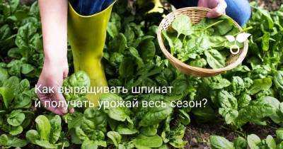 Как выращивать шпинат и получать урожай весь сезон? - sadogorod.club