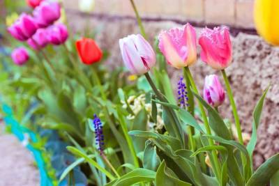 15 основных видов тюльпанов – все ли есть у вас (фото, описания, сорта) - sadogorod.club