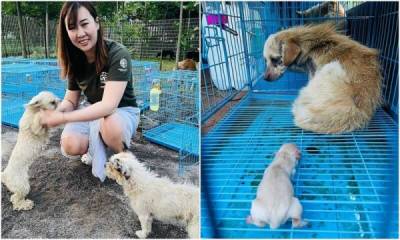 В Китае десятки собак спасли с фестиваля собачьего мяса - porosenka.net - Китай