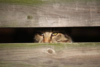 Ищем убежавшую домашнюю кошку: неожиданные секреты, которые вам пригодятся - mur.tv