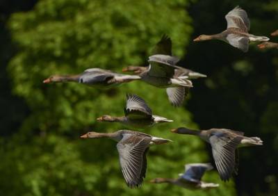 Как птицы находят дорогу во время сезонной миграции? » Тут гонева НЕТ! - goneva.net.ua