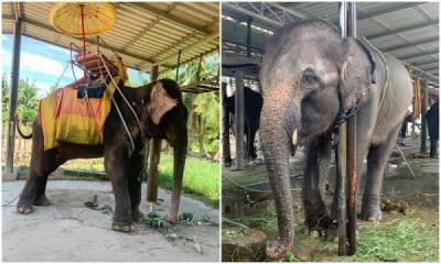 Туристов шокировало состояние слонов в тайских парках - porosenka.net - Таиланд