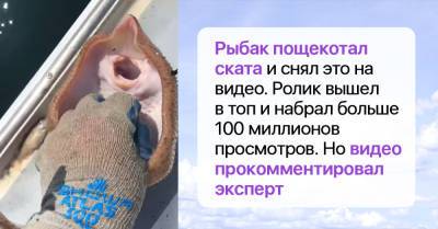 Рыбак пощекотал ската и снял его улыбку на видео, но эксперт поднял на ноги весь Интернет - takprosto.cc