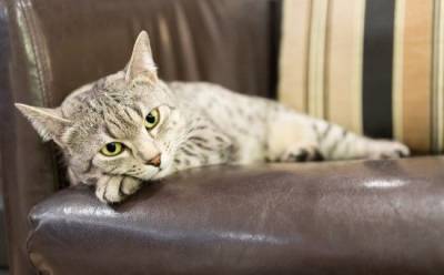 Душевное спокойствие вашей кошки: как увидеть проблему - mur.tv