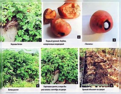 Выращивание картофеля – мои отзывы об «альтернативных способах» и экспериментах с картошкой (г.Орел) - sadogorod.club - Орел