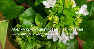 Абелия крупноцветковая — комнатная жимолость с медовым ароматом - sadogorod.club