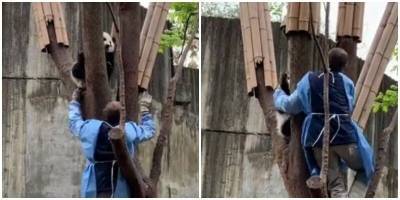 Смотритель попытался снять панду с дерева, но ему не удалось - mur.tv