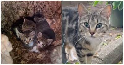 Девушка нашла в дереве четырех бездомных котят - mur.tv - Сша - штат Нью-Джерси