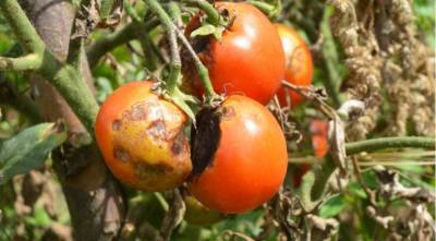 От фитофторы томатов помогает сено - sadogorod.club