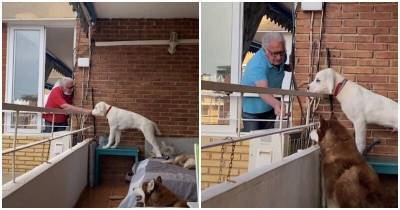 84-летний мужчина кормит соседских собак через балкон - mur.tv - Испания