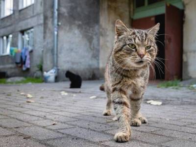 Такие классные дворовые коты! - porosenka.net