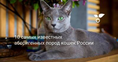 10 самых известных аборигенных пород кошек России - sadogorod.club - Россия