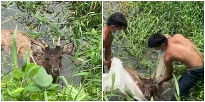 В Таиланде деревенские жители спасли оленя из канавы - mur.tv - Таиланд