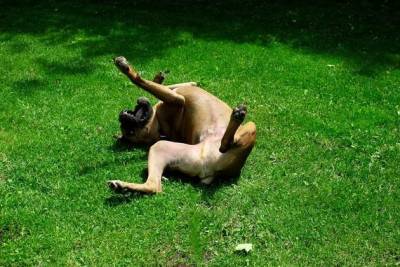 Почему моя собака катается по траве? - mur.tv - Канада - Шотландия