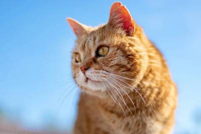 Здоровье и долголетие вашей кошки: всё в руках хозяев - mur.tv