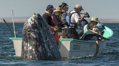 Смешной момент: кит обхитрил туристов и появился прямо у них за спиной - porosenka.net - штат Калифорния - Мексика