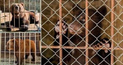 Украинские зоозащитники спасли семейство медведей - porosenka.net - Украина