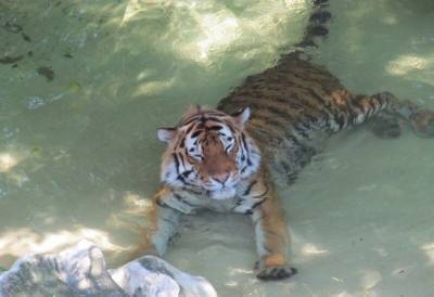 Почему тигры любят воду, а кошки нет - mur.tv