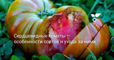 Сердцевидные томаты — особенности сортов и ухода за ними - sadogorod.club