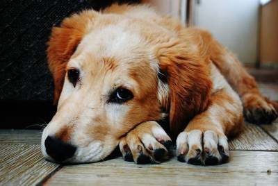 Эти 6 неочевидных признаков подскажут, что ваша собака заболела или чувствует боль - mur.tv