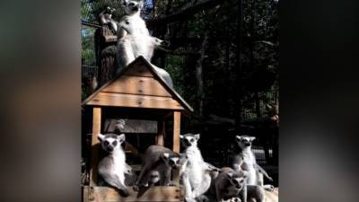 Видео из Сети. Новосибирский зоопарк опубликовал забавное видео с лемурами - mur.tv
