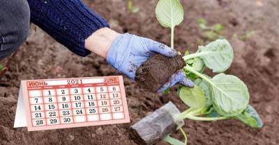 Посевной календарь на июнь для изумительного урожая - lifehelper.one