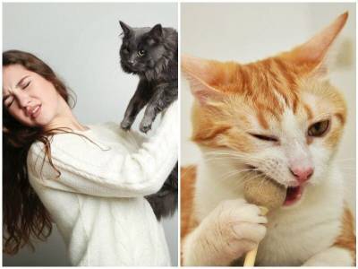 Почему кошки жуют волосы хозяев - mur.tv