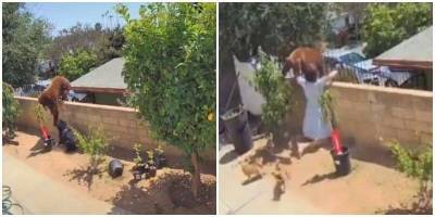 Девушка голыми руками оттолкнула медведя и спасла своих собак - mur.tv - Сша - штат Калифорния