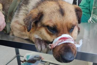 Житель Биробиджана 15 раз выстрелил в собаку - mur.tv - Еврейская обл. - Биробиджан