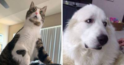 15 фото, которые доказывают, что котики и собаки проявляют свои эмоции так же ярко и понятно, как люди - mur.tv