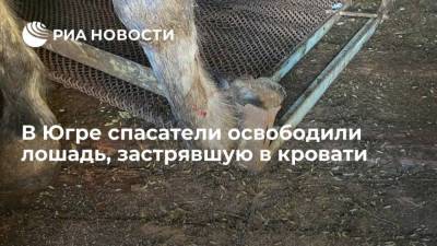 В Югре спасатели освободили лошадь, застрявшую в кровати - mur.tv - округ Югра - Ханты-Мансийск - Нягань