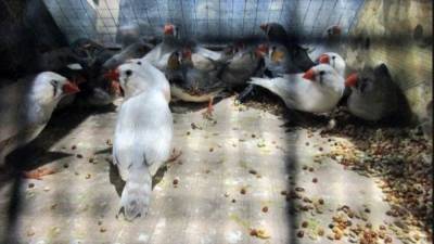Похитителю попугаев из Приморья грозит до десяти лет тюрьмы - mur.tv - Приморье край