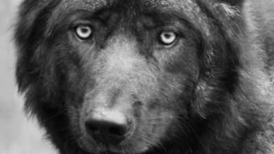 Волк оберегал свою умершую любовь от сотрудников нижегородского зоопарка - mur.tv - Россия - Нижний Новгород