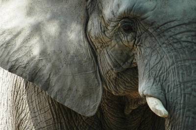Стадо слонов в Китае покинуло заповедник, разрушая все на своем пути - mur.tv - Китай