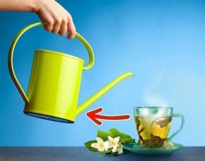 ​Зеленый чай для растений - lifehelper.one
