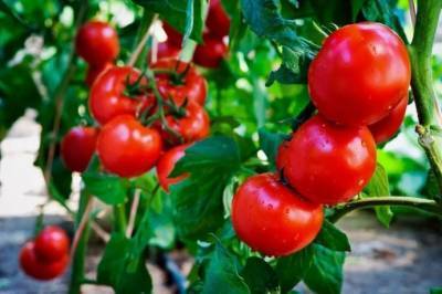​5 маленьких секретов выращивания вкусных помидоров - lifehelper.one