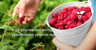 6 эффективных методов увеличения урожая малины - sadogorod.club