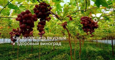 Как вырастить вкусный и здоровый виноград - sadogorod.club - Виноград