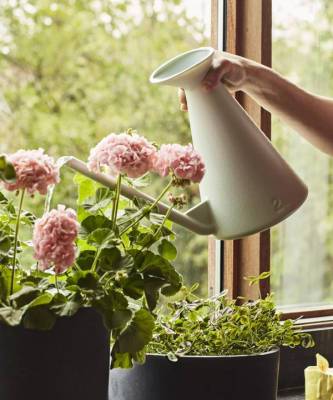Как правильно поливать комнатные растения: 5 советов - elle.ru