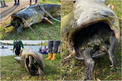Невероятные кадры: 40-килограммовый сом проглотил черепаху - porosenka.net - Германия