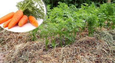 Как получить хороший урожай моркови - sadogorod.club