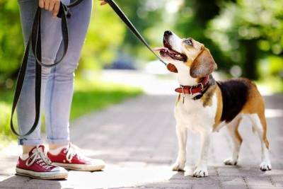 Сколько нужно гулять с собакой, чтобы она была довольна - mur.tv