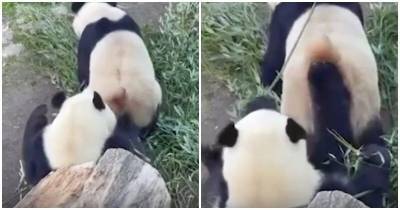 Посетители зоопарка в Копенгагене поняли, почему панды являются уязвимым видом - mur.tv - Копенгаген