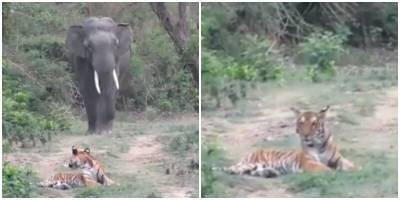 Тигр и слон встретились на одной дорожке - mur.tv - Кения