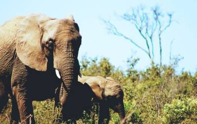Стадо слонов сбежало из заповедника в Китае - mur.tv - Китай