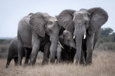 Слоны сбежали из заповедника в Китае и мира - mur.tv - Китай