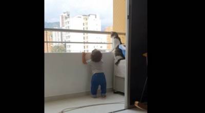 Пользователей Сети покорила кошка, которая не позволила ребенку взобраться на перила балкона (ВИДЕО) - mur.tv