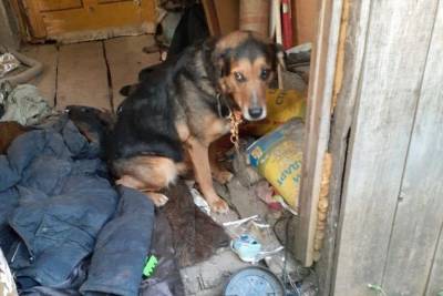 Жители Ржева спасли собаку, оставленную на привязи без еды и воды - mur.tv
