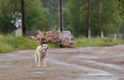 Покусанный собаками подросток отсудил 25 тыс. с мэрии Североуральска - mur.tv - Североуральск